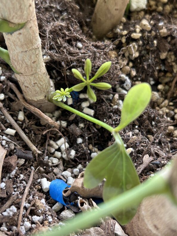 カポックの脇芽 カポックの脇芽